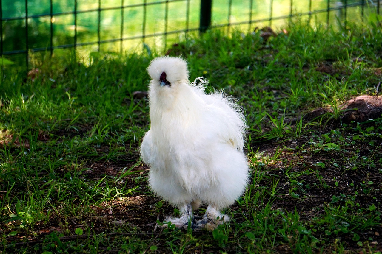 silkie-chicken.jpg